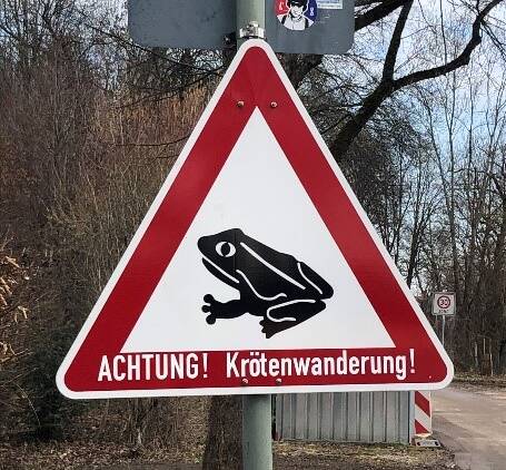 Krötenwanderung