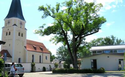 Grüner Baum steht vor der Kirche 