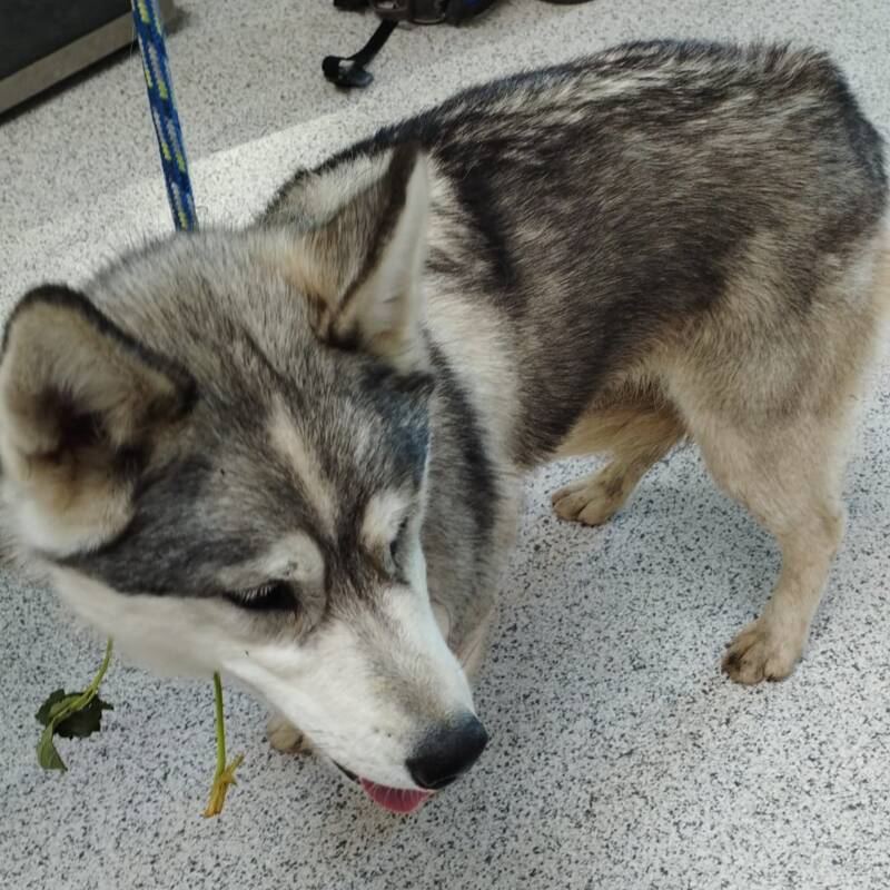 Fundtier Husky 05/25